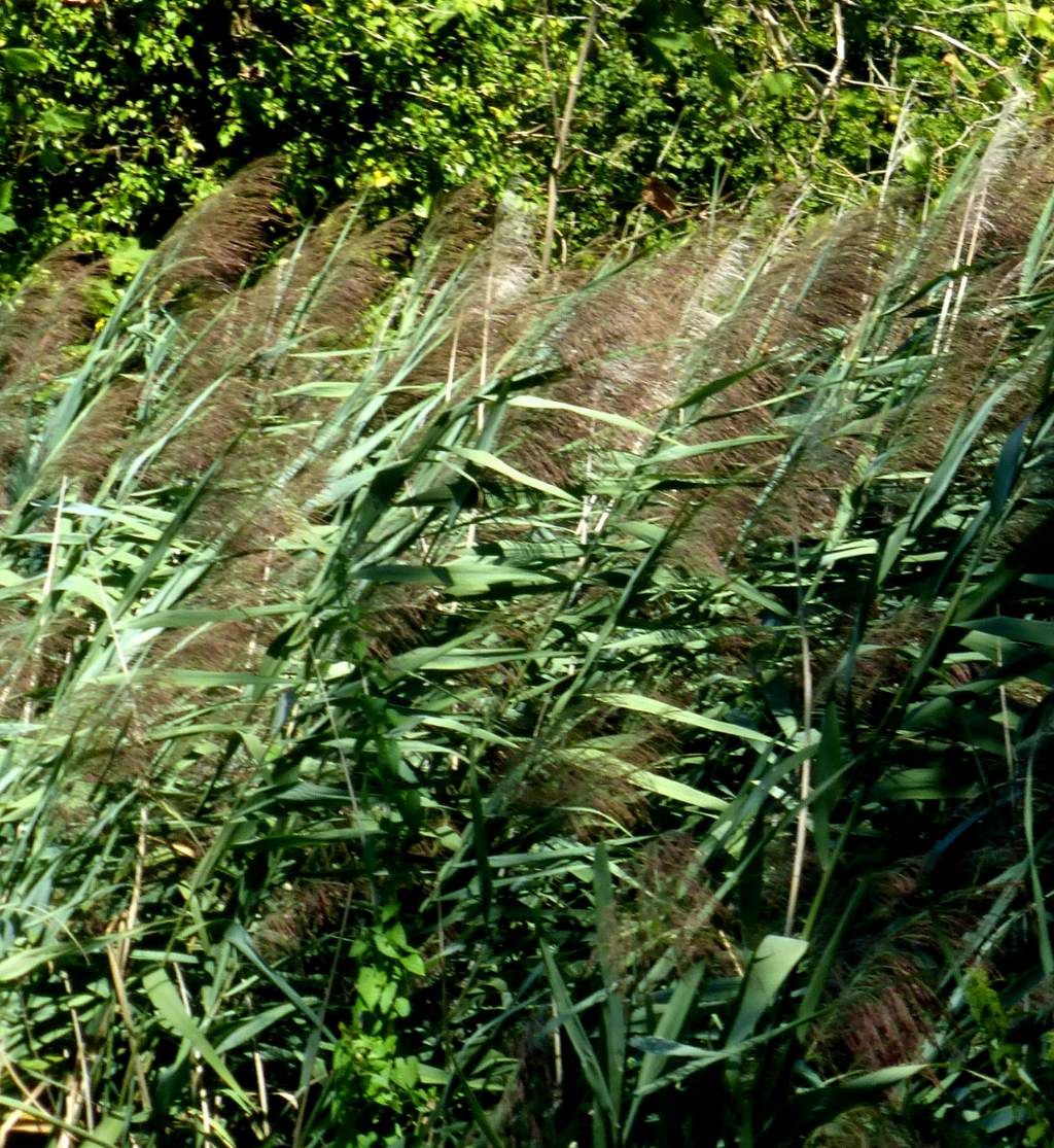 Phragmites australis